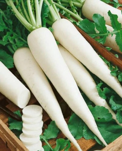Củ cải trắng - Nông Sản Trần Hùng - Công Ty TNHH Thực Phẩm Sạch Trần Hùng